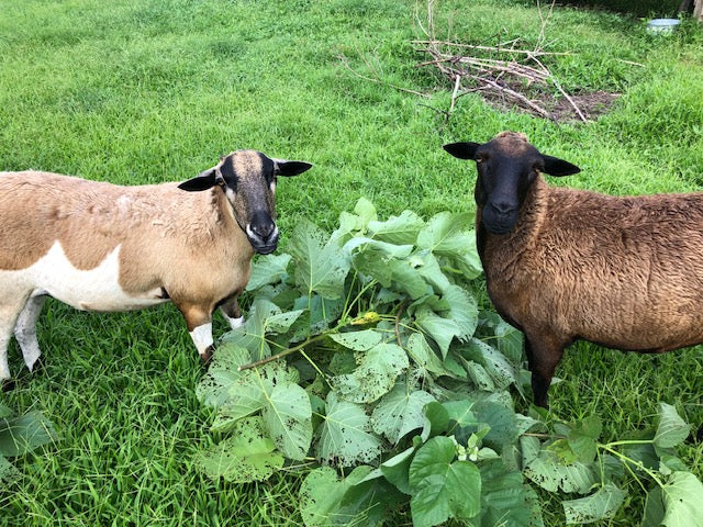 Farm to skin, sustainably grown, composting, circular
