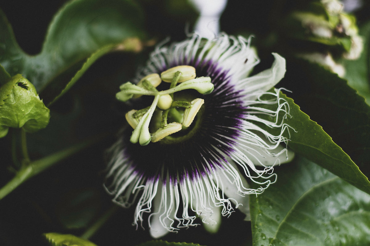 passion fruit, citrus, tangy, energizing, refreshing, uplifting, clean