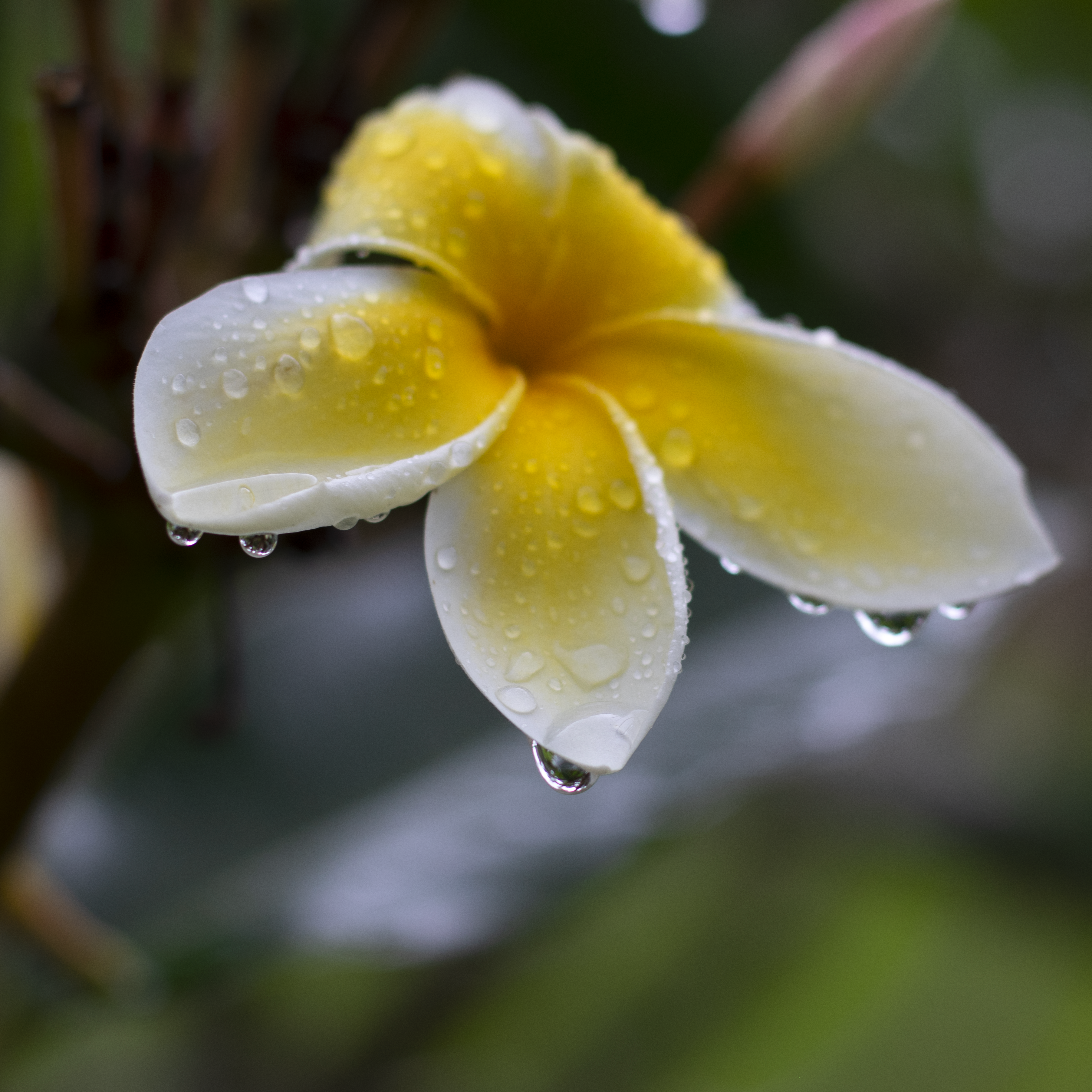 Plumeria Body Butter